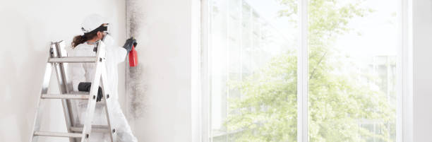Best Basement Mold Removal  in Emporia, KS